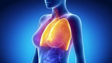 kadın göğüs anatomisi