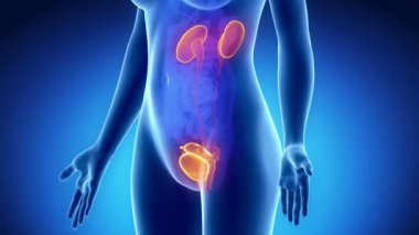kadın üriner sistem anatomisi