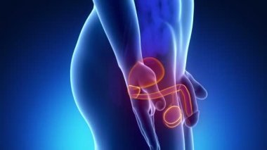 Erkek üreme organları