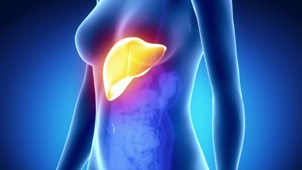 女性の肝臓の解剖学 — ストック動画