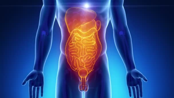 Male scan ABDOMINAL ORGANS — Stock Footage Male scan ABDOMINAL ORGANS Royalty Free Stock Footage