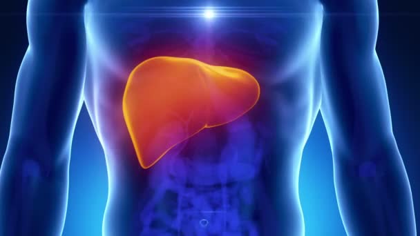 Anatomie du scanner médical LIVER mâle — Video