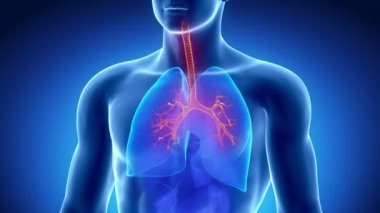 Erkek bronş anatomisi