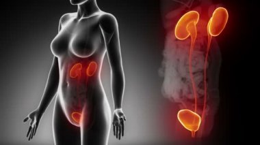 Kadın Üriner organlar anatomisi