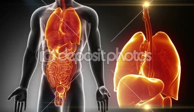erkek organların anatomisi