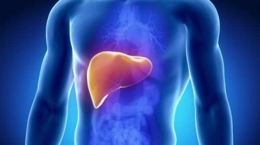 sindirim organları ile erkek karaciğer anatomisi