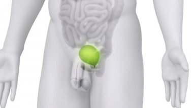 Erkek mesane tıbbi tarama anatomisi