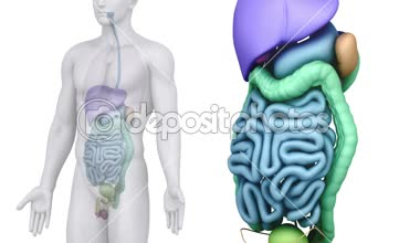Erkek tarama karın organları anatomisi