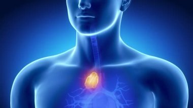 erkek timus anatomisi