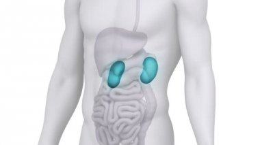 Erkek böbrek tıbbi tarama anatomisi
