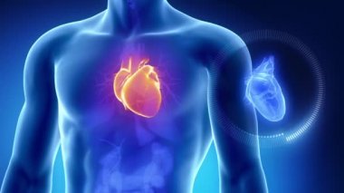 Toraks ile insan kalbi