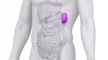 Erkek dalak tıbbi tarama anatomisi