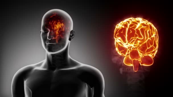 Mannelijke hersenen anatomie — Stockvideo