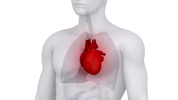 Anatomia del cuore scansione maschile — Video Stock