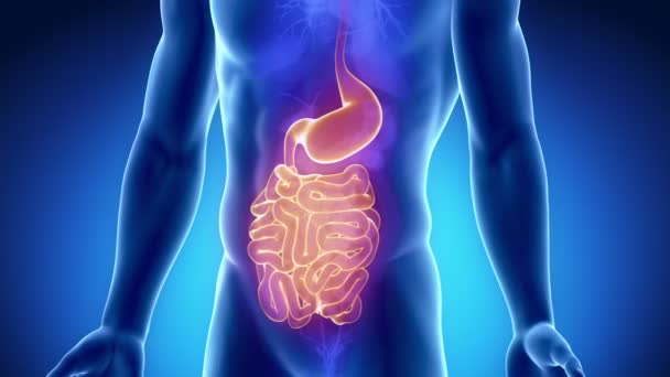 Digestive system guts and stomach — Stock Video