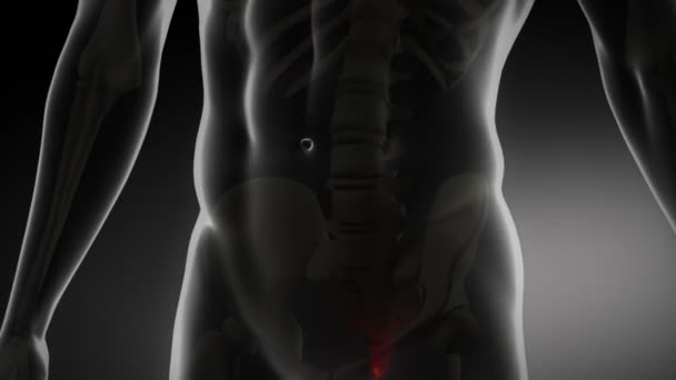 Ανθρώπινη σπονδυλική στήλη x-ray έννοια — Αρχείο Βίντεο
