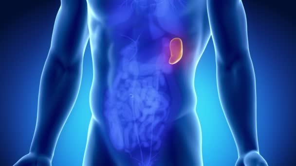 Male spleen anatomy — Stock Footage Male spleen anatomy Royalty Free Stock Footage