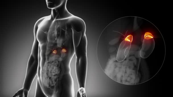 Male ADRENAL anatomy — Stock Video