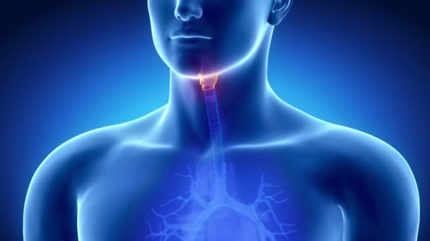 Anatomía de la laringe masculina — Vídeo de stock