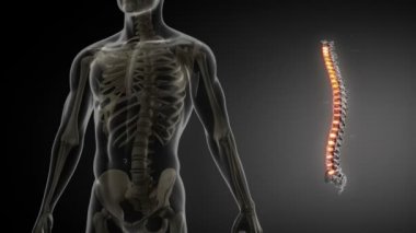 Omurga anatomisi tıbbi tarama