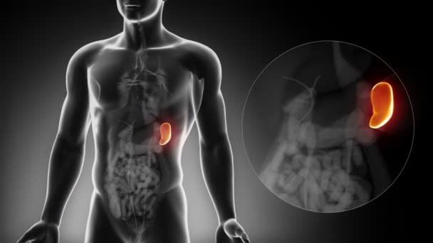 Чоловічий селезінки Анатомія — стокове відео