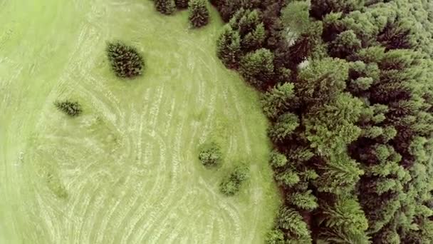 Bosque con prado — Vídeo de stock