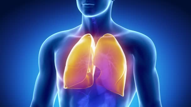 Pulmones masculinos anatomía — Vídeos de Stock