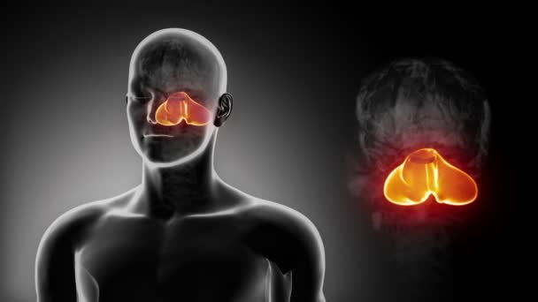 Anatomía del CEREBELO DEL CEREBRO masculino — Vídeos de Stock