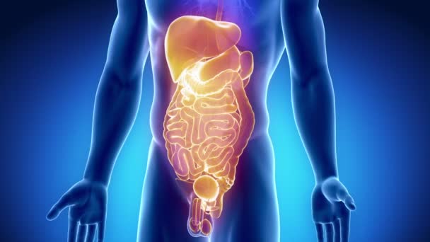 Narządy Jamy Brzusznej Przedniej