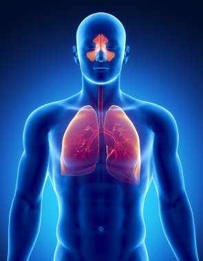 Sinuses and lungs issue clipart