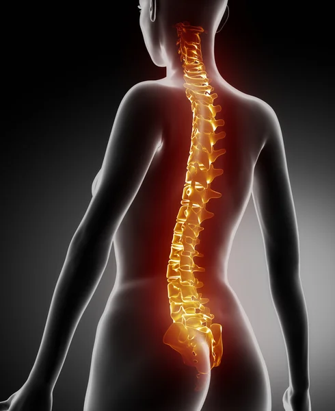 Kadın omurga anatomisi — Stok fotoğraf