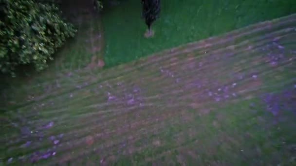 Árboles en el parque desde arriba — Vídeos de Stock