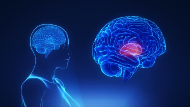 Thalamus feminino no cérebro — Vídeo de Stock