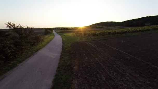 Захід сонця над виноградник — стокове відео
