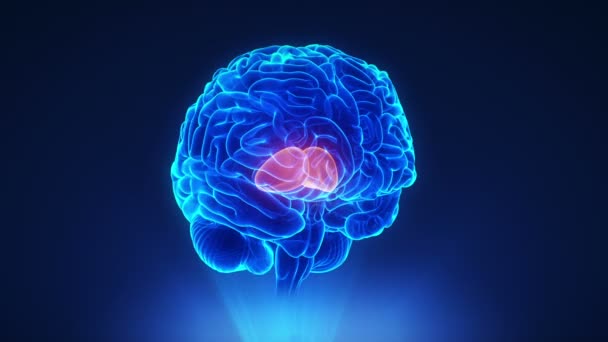 Правый таламус в мозгу — стоковое видео