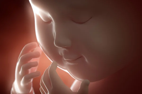 Concetto gravidanza del feto — Foto Stock