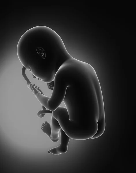 Conceito de feto — Fotografia de Stock