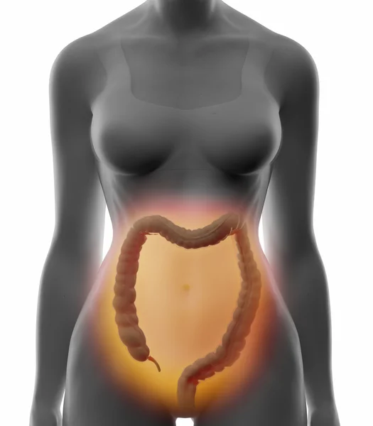 Intestino de colon — Foto de Stock