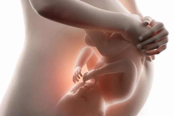 Fetus kavramı — Stok fotoğraf