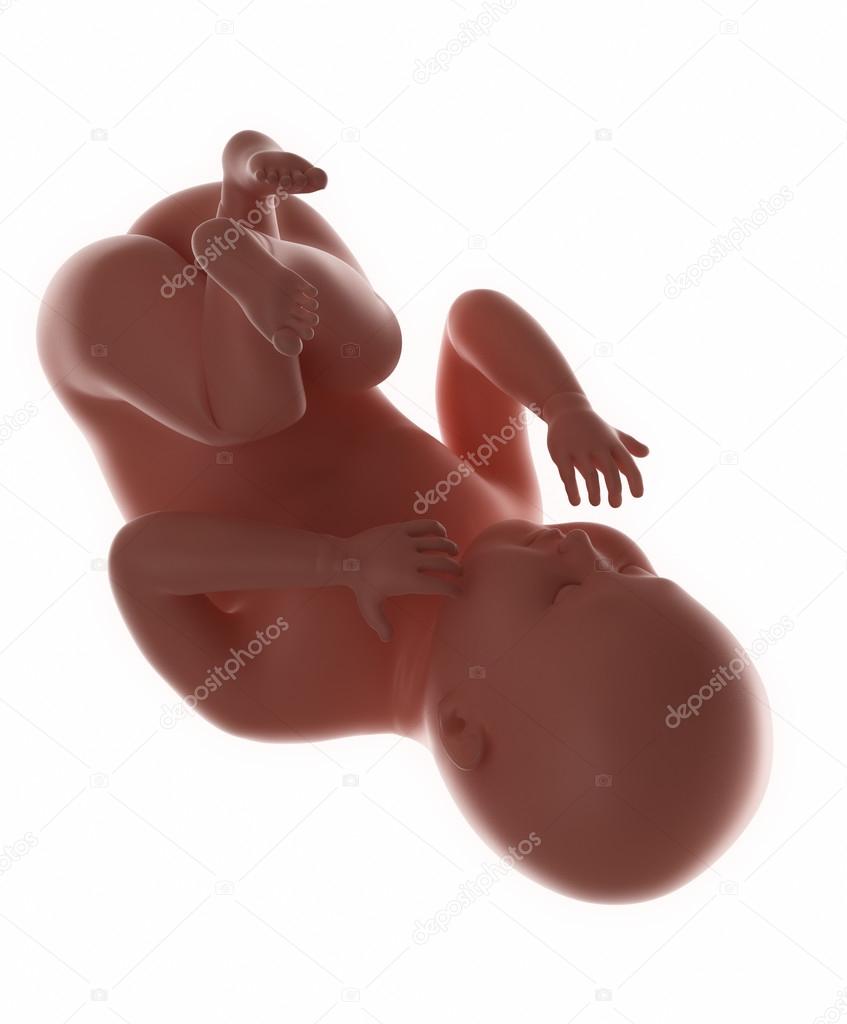 Real fetus baby