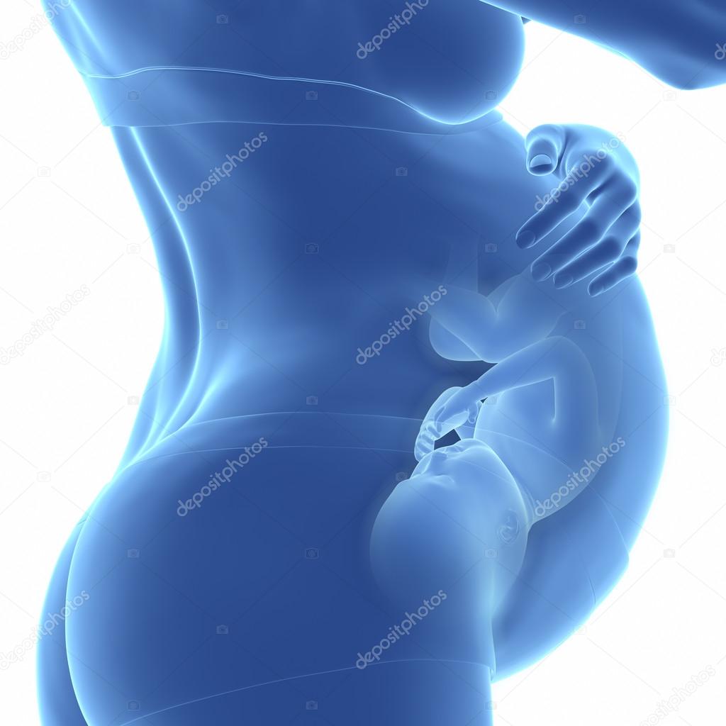 Fetus inside of pregnant woman