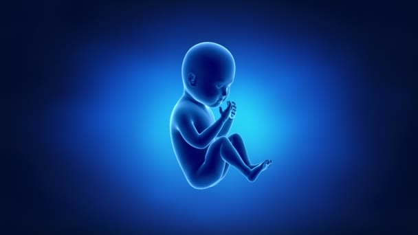 Blauwe foetus animatie — Stockvideo