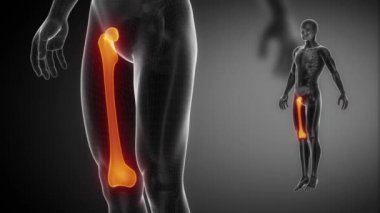 Femur kemik iskeleti