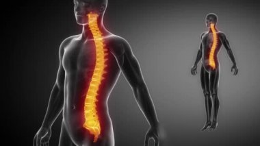 Omurga kemik iskeleti