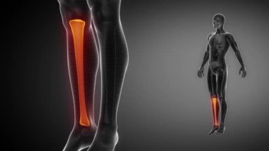 Tibia kemik iskeleti