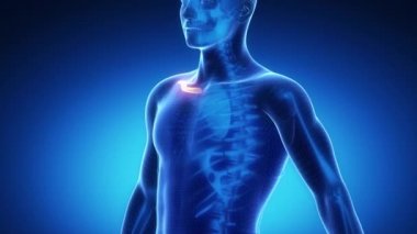 Köprücük kemiği iskelet