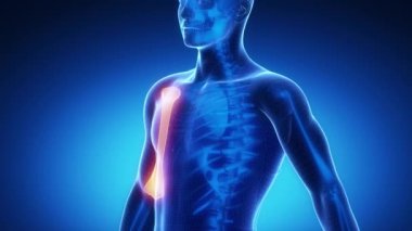 Pazı kemiği kemik iskeleti