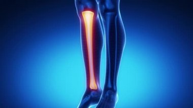 Tibia kemik iskeleti