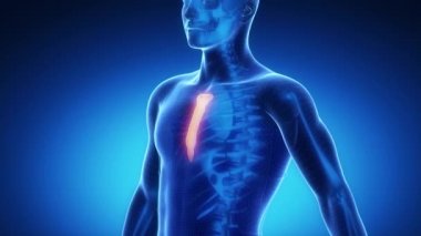 Sternum kemik iskeleti