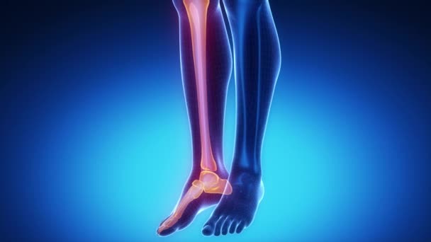 Скелет коленного сустава — стоковое видео
